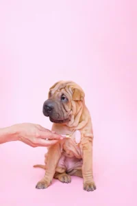 7 Signs Your Pet May Benefit from a Holistic Approach