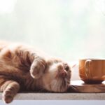 What is Holistic Pet Wellness?