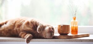 What is Holistic Pet Wellness?