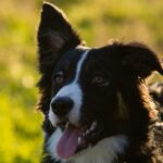 Conventional vs. Alternative Pet Care: What’s the Difference?