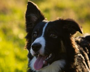 Conventional vs. Alternative Pet Care: What’s the Difference?